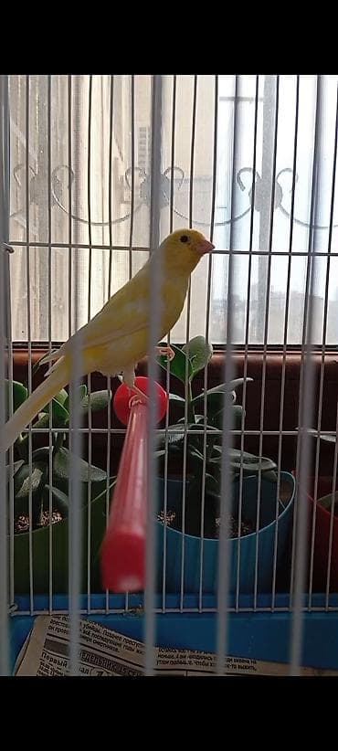 danişan quş: Bülbül 3 ayliq ərkək oxuyur bala quş kimi Sarı kanareyka – zərif — 1