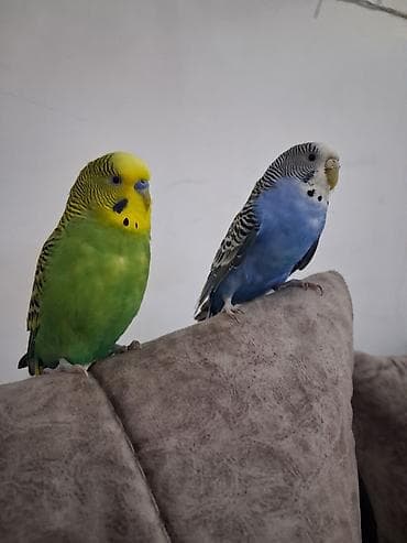 qara brama: Məhsul: Dalmatian (dalğalı) cinsli iki zəngin rəngli bəzək papuqayı — 1