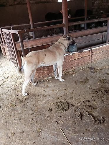 Kanqal, 8 ay, Erkek, Ünvandan götürmə