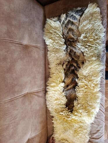 ваз 2115 зеркала: 🌙 *Nure* 🚘 *Satılır – Avtomobil üçün dəri oturacaq komplekti* ✔️ — 1