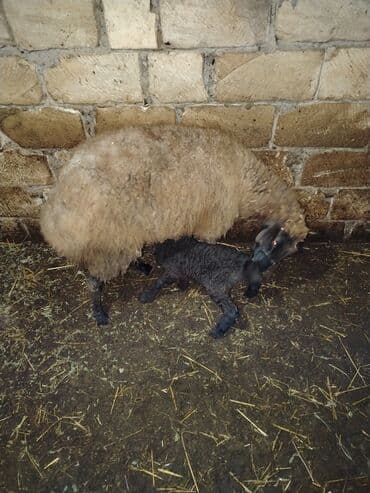 qoyun qiymətləri 2024: Qoyun və quzu satılır - Qoyunlar: yerli növ, uzun yunlu, yaxşı ana — 4