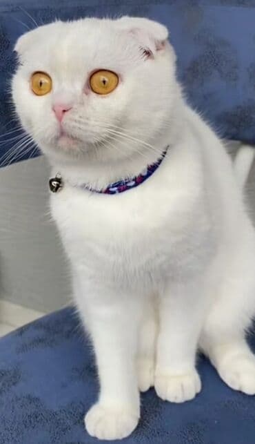 Lincoln: Шотладская вислоухая — 3