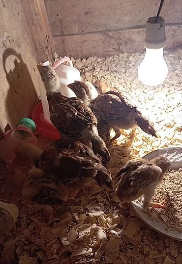 cucelerin satisi: Salam güclü cins heyrati balaları satılır fərqli aylardadilar — 10