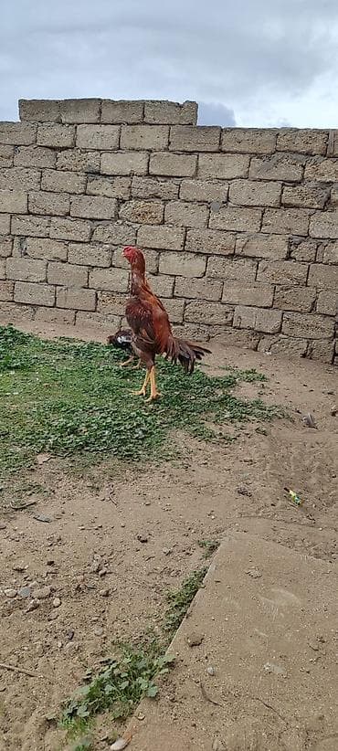 cuce satisi 2020: 11 aylıq becedu yaxşı cins heyvandi heç bir prablemi yoxdur iri — 2