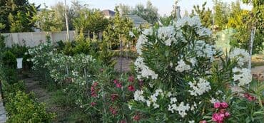 hazır ev çertyojları: 6 otaqlı, 350 kv. m, Yeni təmirli — 14