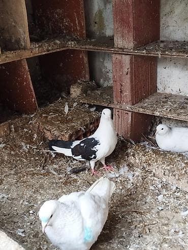 İtlər: Salam Aleykum çep maya tutulmadi dikelib oynuyan qusdu maya 25m — 1