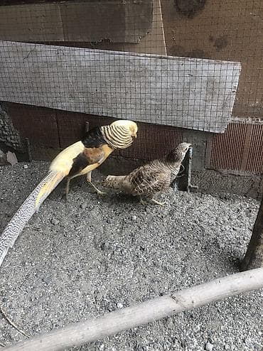 gurcu xengeli satisi: Limon qirqovul cüt — 1