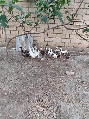 Satılır: ördək sürüsü - Növ: ev ördəkləri (ağ, qəhvəyi və ala rəngli at lalafo.az Satılır: ördək sürüsü - Növ: ev ördəkləri (ağ, qəhvəyi və ala rəngli