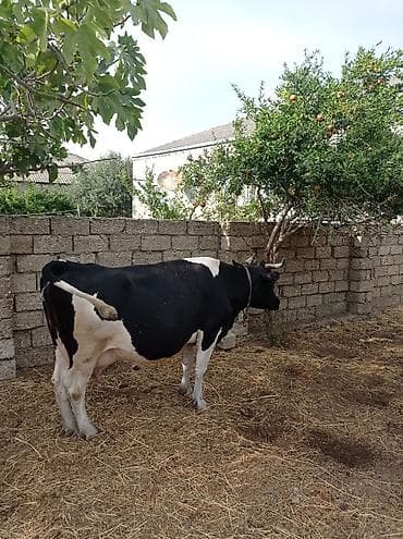 mal bazari: 3qarina arginal İvanovka dui 10 günü qalib sudu 20 yemnen aslıdı — 4