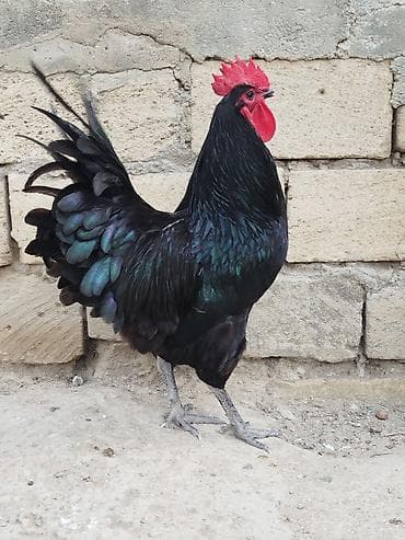 xaski it sekilleri: Məhsul: Qara rəngli xoruz Təsvir: - Parlaq qara-ləkəli tüklər — 1