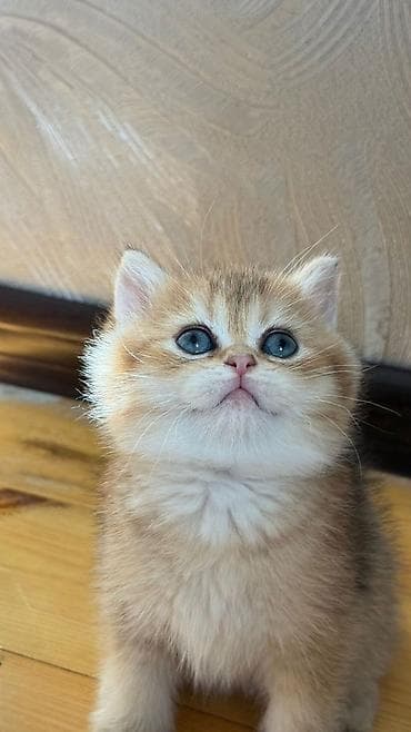 Британская