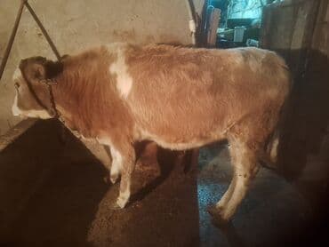Inəklər, öküzlər: Satılır: cins dana - Növ: iribuynuzlu (dana) - Rəng: açıq qəhvəyi — 3