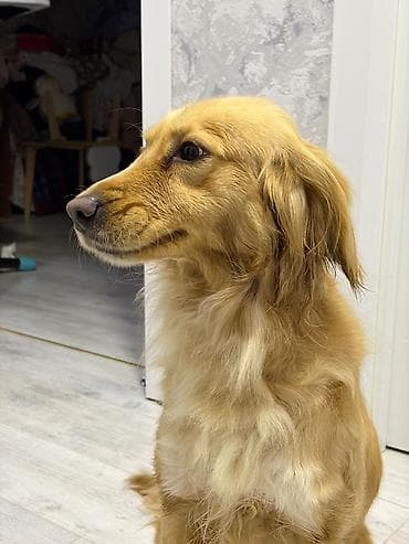 Digər heyvanlar: Labrador-retriver, 2 il, Dişi, Cütləşmə üçün — 1