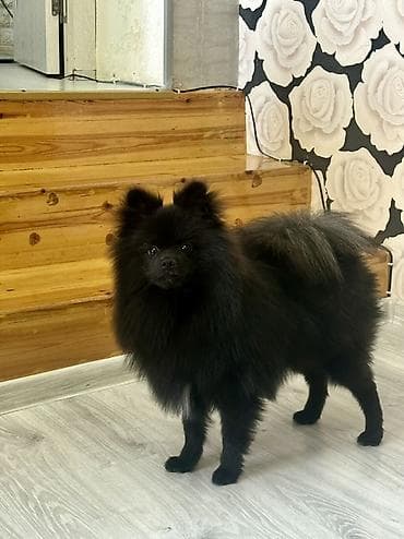 heyvan satisi: Şpitz, 7 ay, Erkek, Peyvəndli, Ünvandan götürmə — 3