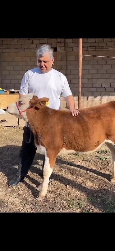 Satılır: simmental tipli dana - Cins: ətli istiqamət – simmental — 4