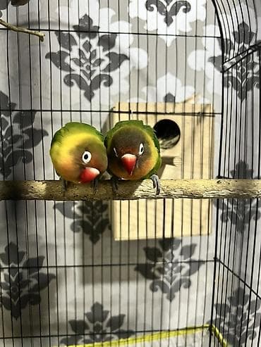 hind quşu cucesi: Fişher
Ərkey maya 
Problemsiz quşlardır — 2