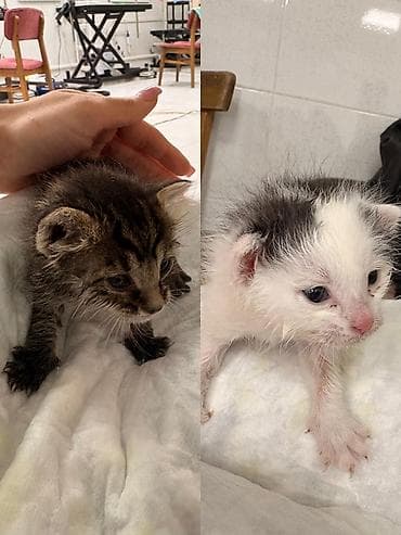 bala pisik adlari: Erkək, Yaxşı əllərə — 1