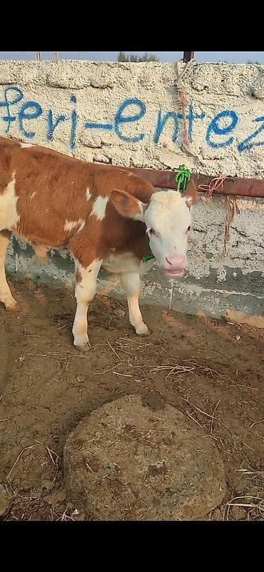 smental buzov: Simental cinsli dana - Rəng: qırmızı-ağ alaca, ağız-burun və baş ağ — 4