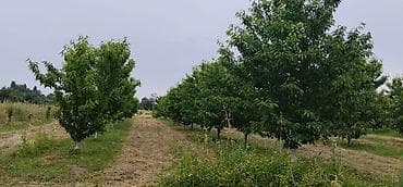 xocasen torpaq: 200 sot, Kənd təsərrüfatı, Kupça (Çıxarış) — 6