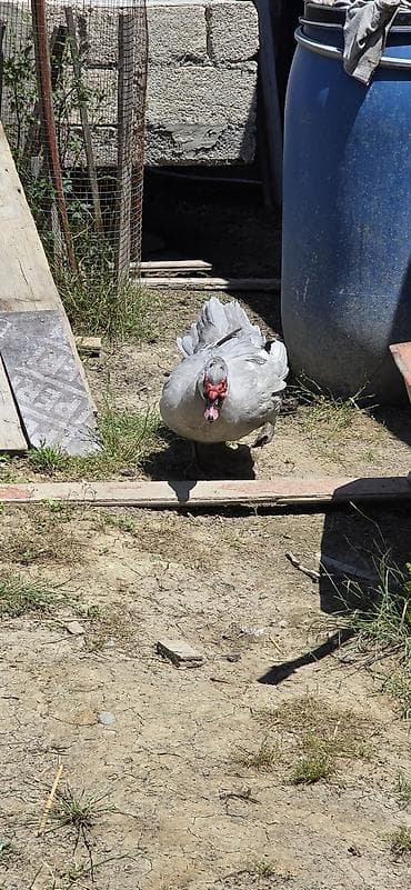 Cavan Damazlıq Lavanda erkəyi,10 aylıq Lal ördək. Ünvan kənd