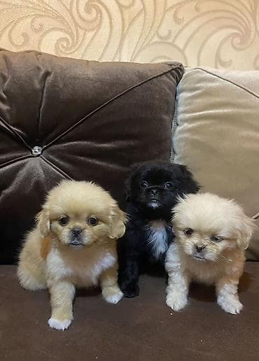Pekines