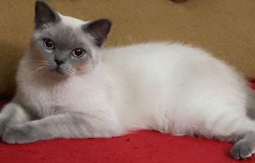 heyvan yuvasi: Britan — 1