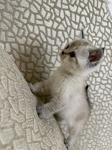 Tabbi, Yaxşı əllərə