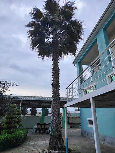 ucuz xalca instagram: Dekorativ palma ağacı – həyət və bağ sahələri üçün - Növ: Fan palmaya — 2