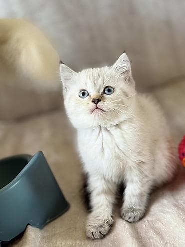 tap az pisik: Erkək, Dişi, Yaxşı əllərə, Ünvandan götürmə, Ödənişli çatdırılma — 5