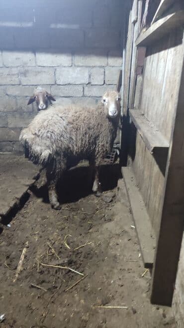 Inəklər, öküzlər: Erkek Quzu satılır diri çəki ilə. Sağlam qurbana yararlı heyvandir — 1