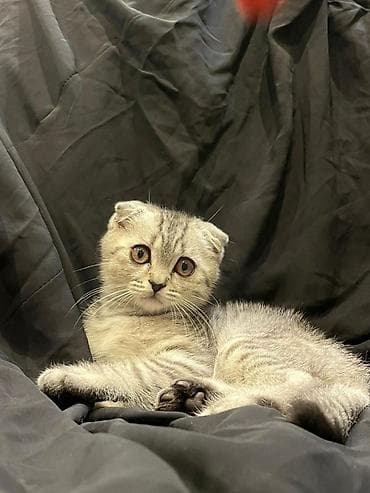 pisiy cantasi: Şotland — 2