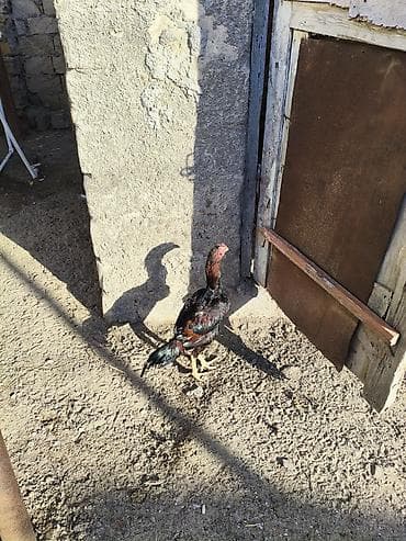 Quşlar: Heyvanlar merdekandadi. fikri ciddi olanlara etrafli melumat — 1