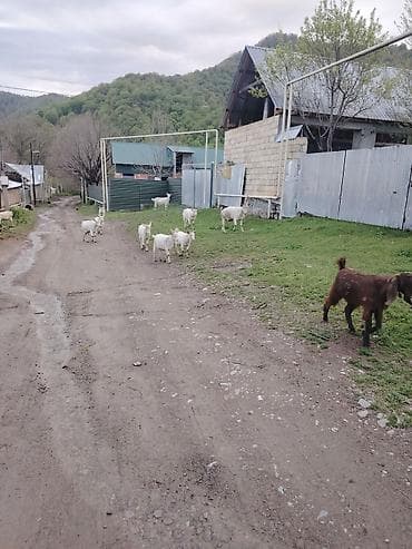 kənd təsərrüfatı heyvanları: Hamsı bir yerde 4500yüz saglam saf təmiz sani keçiləri Təsvir: - — 3