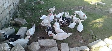 Quşlar: Erkək, | Lal ördək, Ətlik — 7