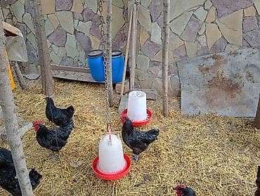 Куры: Курица, Для яиц — 8