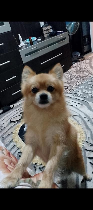 Akvariumlar: Şpitz — 2