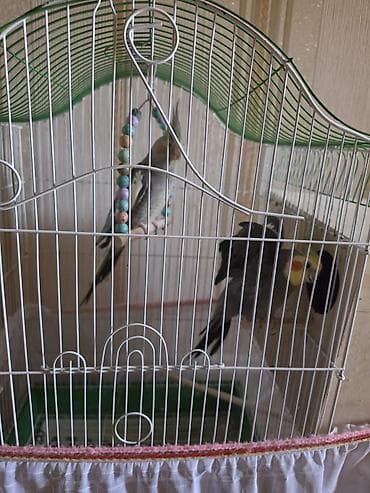 cuce qefes: Nimfa (Cockatiel) cütü və qəfəs dəsti - Növ: Nimfa tutuquşuları (cüt) — 2