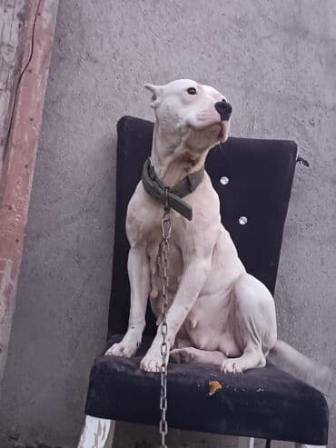 Ağ rəngli, əzələli, orta-böyük ölçülü it. Qısa tüklü, qulaqları kəsik