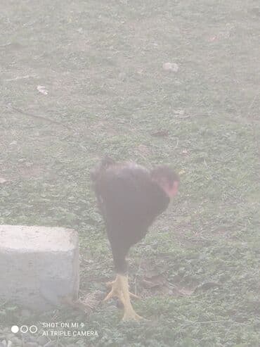 Гуси: Heyratı erkek dişi cütü 50azn — 7