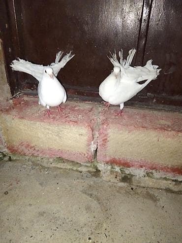 Məhsul: Ağ quyruqlu bəzək göyərçinləri (cüt) Təsvir: - Tam ağ rəngli — 1