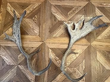 parça: Mövsümi tökülmüş maral/kəklikə (geyik) buynuzları – dekor və əl işləri — 3