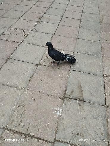 goyercin damı: Köhnə cinslərdəndi Qara əbrəş qizğin erkekdir 17 tük.Hündür — 3