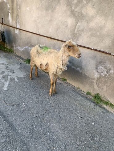 Boğaz Qoyunlar satılır 4 dənə bala ələ dəyir