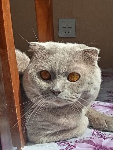 шотландская вислоухая кошка цена в баку: Шотладская вислоухая, Самец — 3