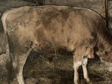 heyvan bazari inekler: Теленок, Самец, месяцев: 1, 105120 кг, Для мяса, Самовывоз — 4