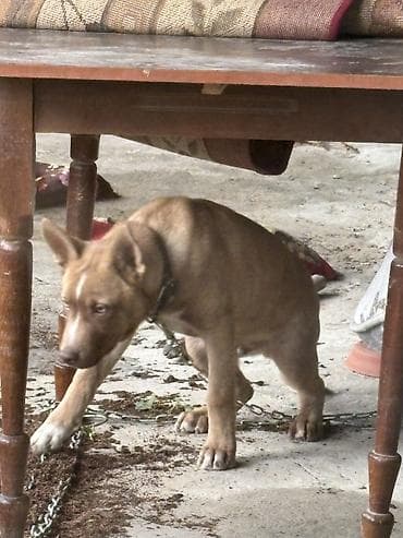 4 Ayliq Erkek pitbull rednose isteyen olsa ata ana sekili ata bilerem