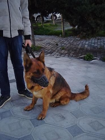 coban: Alman çoban iti, 2 il, Dişi, Peyvəndli, Pulsuz çatdırılma — 3