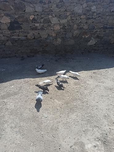 derzi quşu: Kom 5manatdan tek tek fərqlidi qiymeti — 4