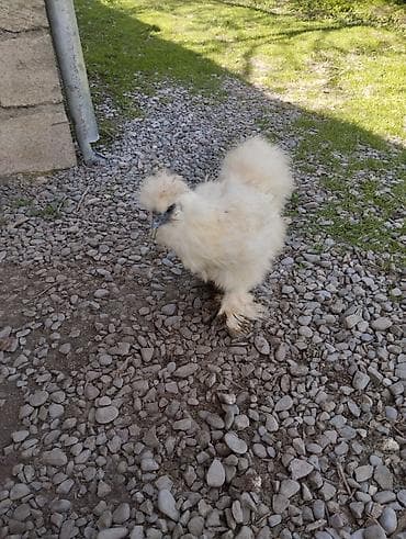 kənd toyuq: Toyuq, Damazlıq, Ünvandan götürmə — 10