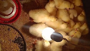 qu qazi: Kuban qaz balasi 6 gunluydu — 2